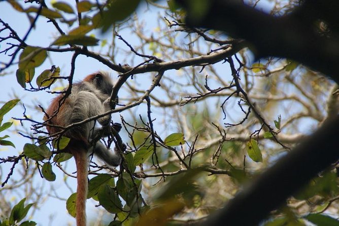 Jozani forest tour + Spice Tour - Private Guide, Round-Trip Transfers, and How to Plan Your 4 Hours