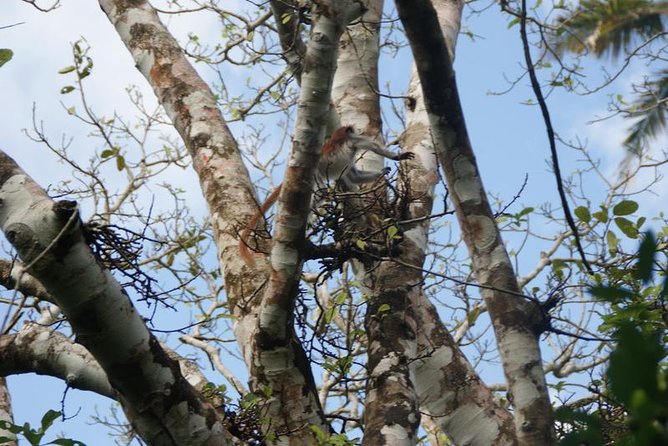 Jozani forest tour + Spice Tour - Should You Book Jozani Forest and the Spice Farm Combo?