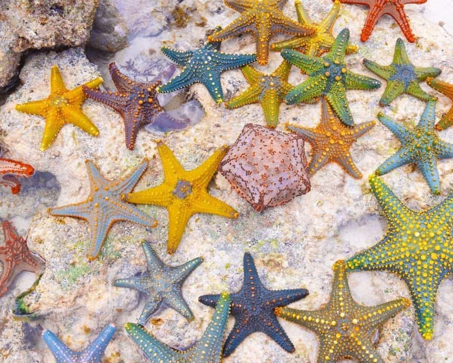 Jozani Forest Tour, Starfish Adventure, The Rock Restaurant - Price and logistics: what $160 really buys you