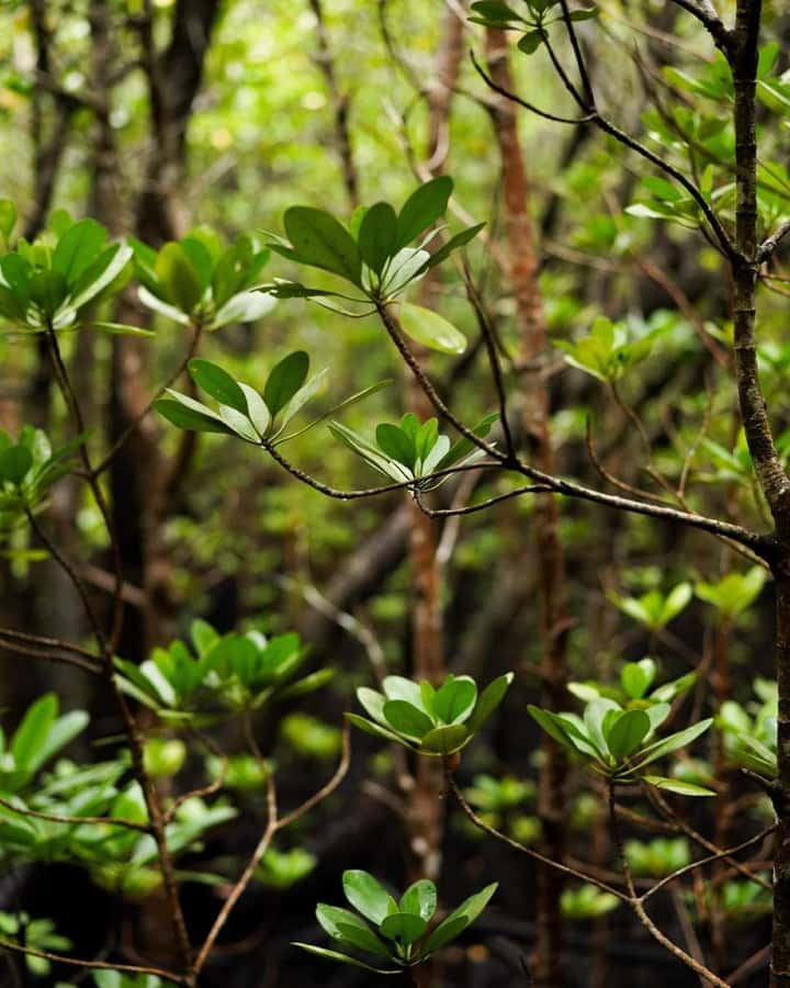 Jozani forest walking tour - Jozani Forest in 3 Hours: What the Timing Really Means