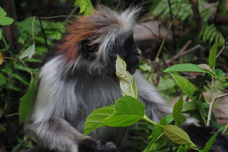 Jozani forest walking tour - Other Wildlife Chances: Digidigi, Elephant Shrew, Butterflies