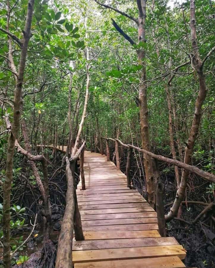 Jozani forest walking tour - Mangroves After the Forest: How the Stop Changes the Mood