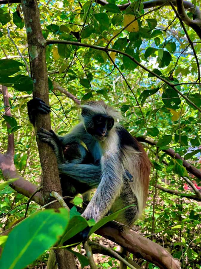 Jozani forest walking tour - Pickup, Private Group, and Driver Comfort in Zanzibar