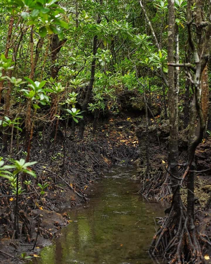 Jozani forest walking tour - Price and Value Check for $100 Per Person