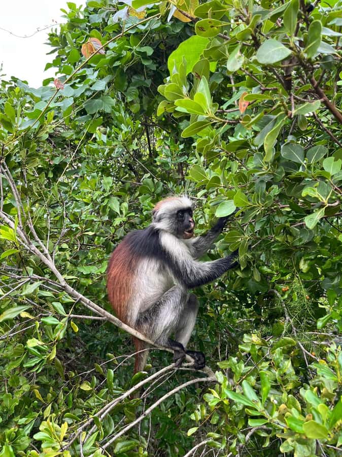 Jozani forest walking tour - Should You Book the Jozani Forest Walking Tour?