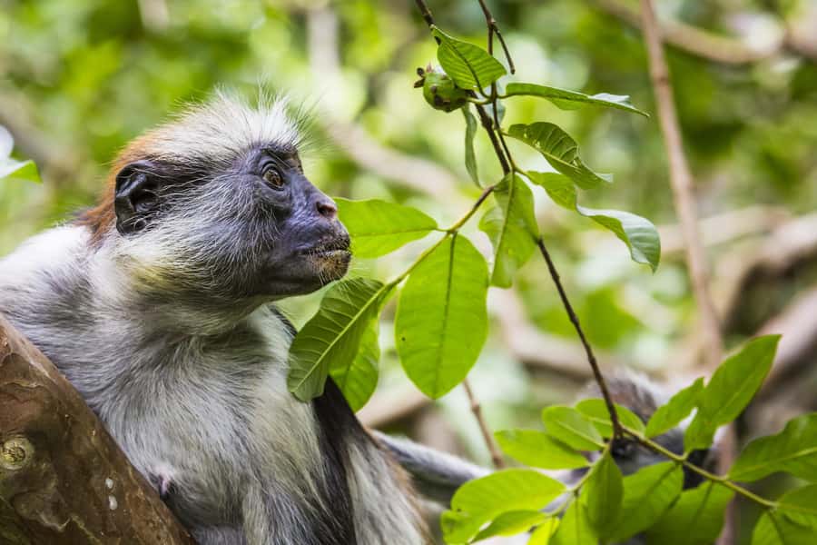 Jozani Monkey Forest & Malum Cave Swimming - Key things to look forward to