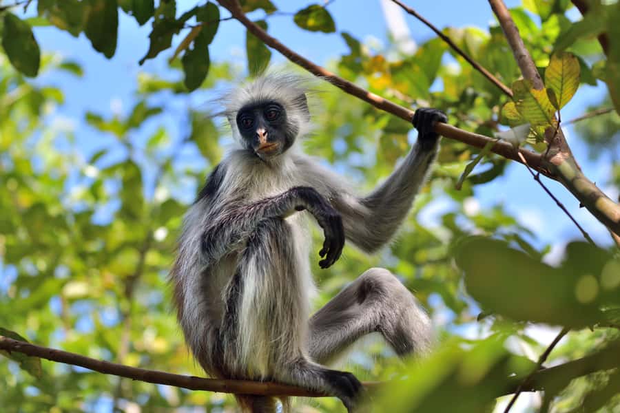 Jozani Monkey Forest & Malum Cave Swimming - A 4-hour Zanzibar plan that feels big on nature
