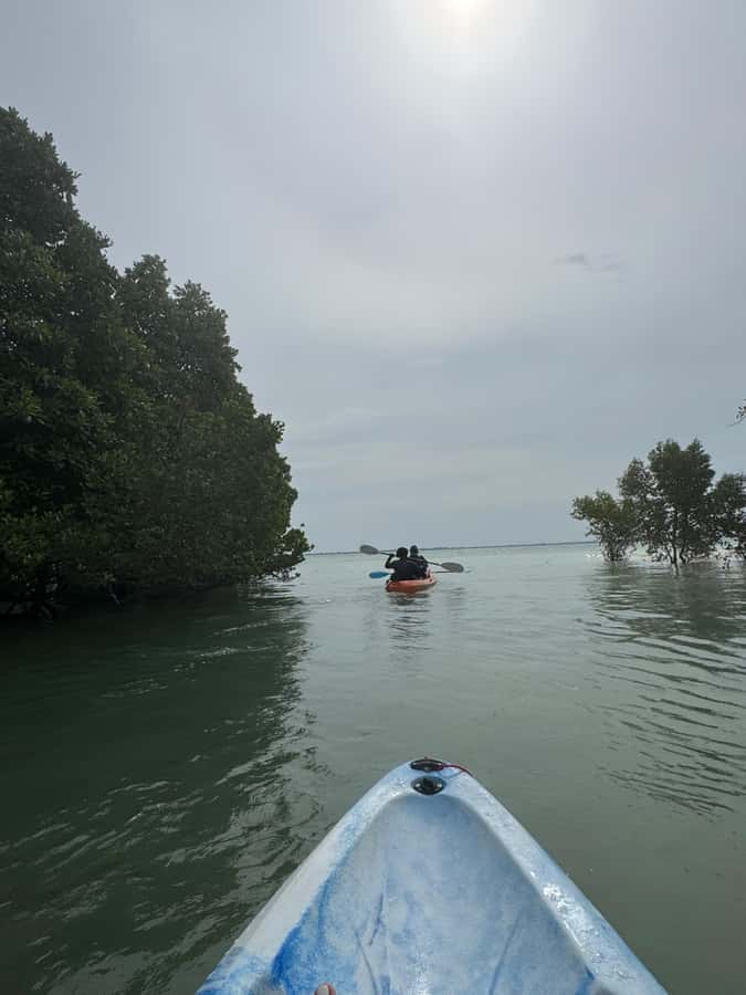 Kayak Mangrove Tour - The 2-Hour Paddle Itinerary: What You Actually Do