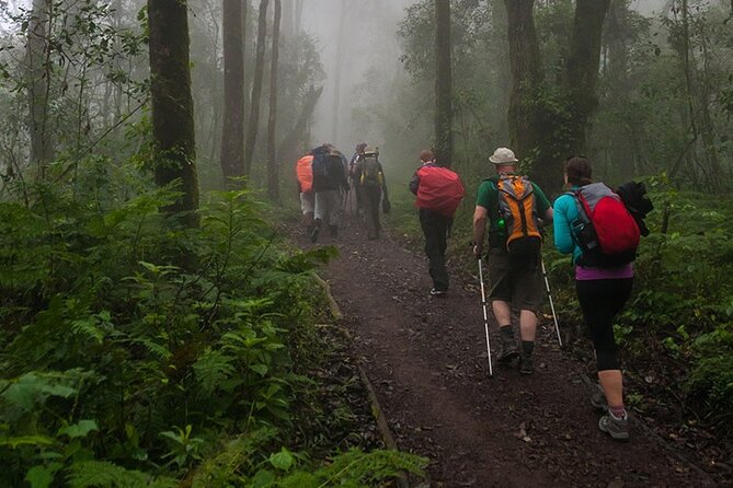 Kilimanjaro 1 Day Hike - Stop at Mandara Hut: lunch, views, and a real break