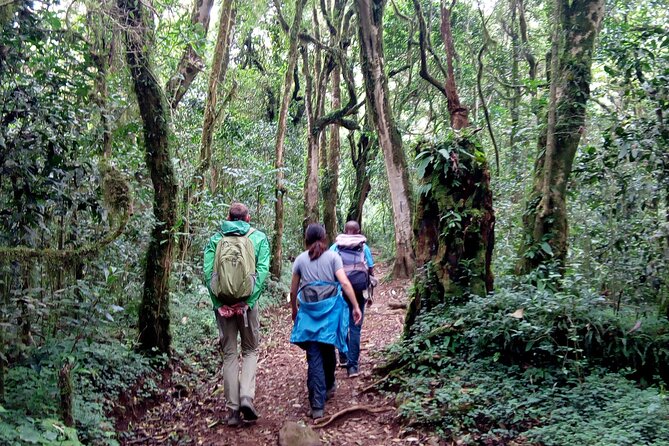Kilimanjaro 1 Day Hike - Fitness reality check: who will enjoy this most
