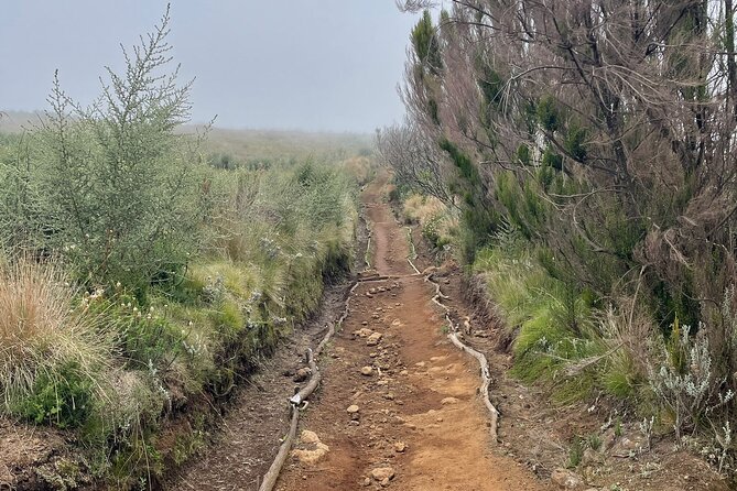 Kilimanjaro 1 Day Hike - Price and value: what $250 buys on a Kilimanjaro day