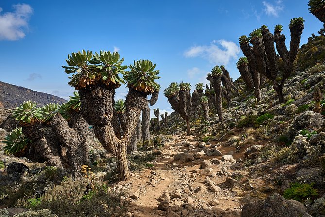 Kilimanjaro climb by Lemosho Route (7-day) - Day 4: Lava Tower at 4,630m, then Barranco Camp and the Wall setup