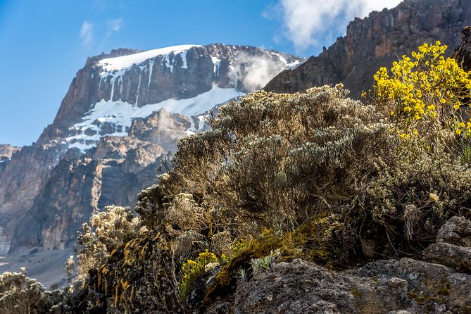 Kilimanjaro climb, Kilimanjaro Crater route (10-day) - Day 3: Shira 2 and a Lava Tower Acclimatization Walk