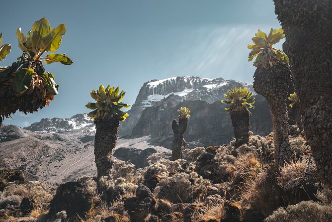 Kilimanjaro climb, Lemosho Route (6-day) - Price and what your $3,034 covers in real-life value