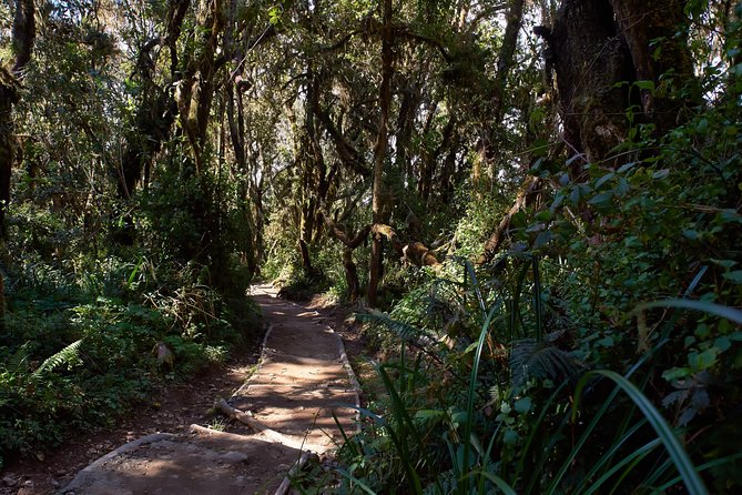 Kilimanjaro climb, Marangu route (6-day) - Day 7: Marangu Gate exit (1,860 m), 18 km downhill, and why celebration still needs caution