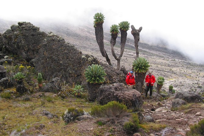 Kilimanjaro Climb & Safari - Lemosho Route - 13 Day - Day 5: Shira Plateau to Moir Camp, plus walking beneath a lava flow