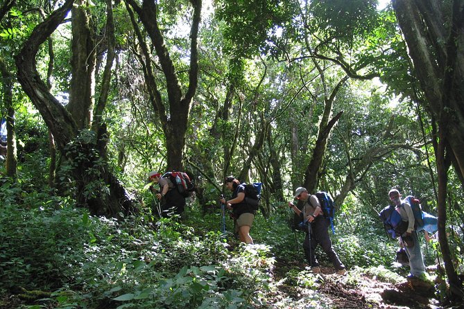 Kilimanjaro Climb & Safari - Lemosho Route - 13 Day - Day 6: Lava Tower lunch break, then down into Barranco Canyon