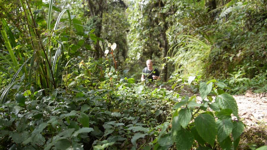 Kilimanjaro: Day trip -hike to Mandara Hut Kilimanjaro 2700m - Wildlife and birdlife in the montane forest