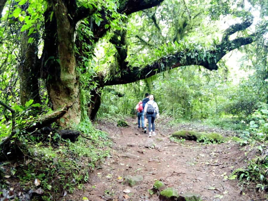 Kilimanjaro: Day trip -hike to Mandara Hut Kilimanjaro 2700m - The descent back to Marangu Gate, pacing and the bathroom reality