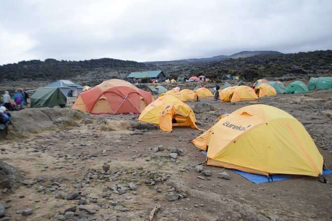 Kilimanjaro Lemosho Route 7 Days - Day 2: Montane forest to Shira Plateau (7 hours and pole pole)