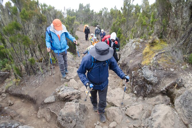 Kilimanjaro Lemosho Route 7 Days - Day 3: Shark’s Tooth and the high desert shift