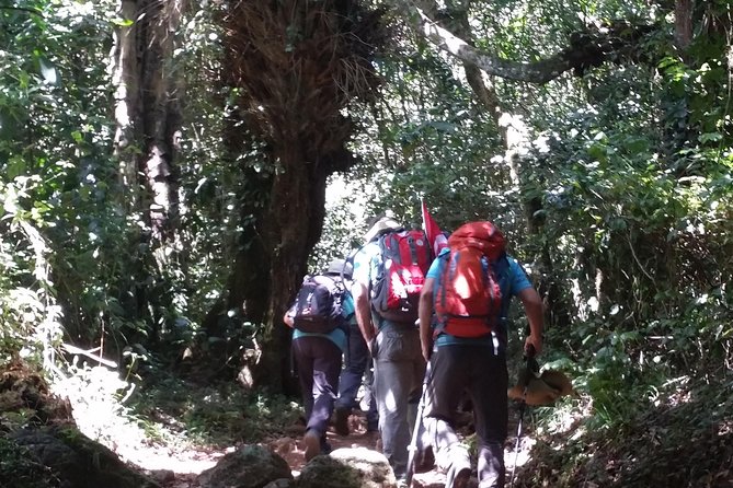 Kilimanjaro Marangu Route Day Tour - Rainforest ascent: from 6,000 ft to Mandara Hut