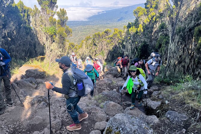 Kilimanjaro Northern Circuit Route 8 Days - Day 8: The Mweka Rain Forest Descent and Your Summit Certificates