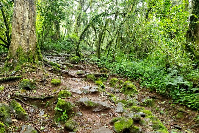 Kilimanjaro Private 2 Days Hiking Tour - What’s included in the price, and what that means for value