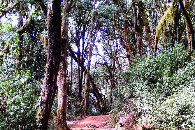 Kilimanjaro Private 2 Days Hiking Tour - Who should book this 2-day Marangu hike