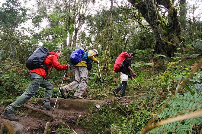 Kilimanjaro Private 2 Days Hiking Tour - Day 2: breakfast, a move toward Maundi Crater, then down with your guide’s help