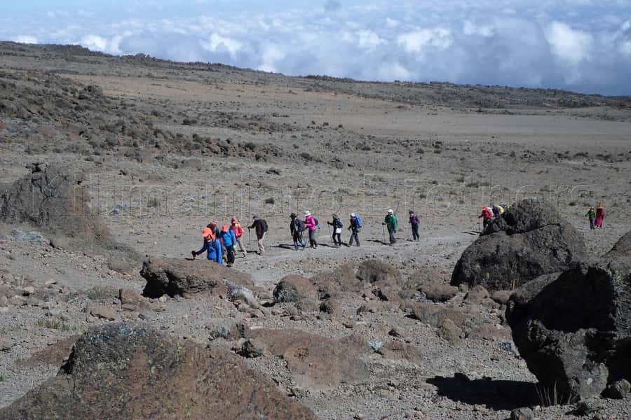 Kilimanjaro: Shira plateau to Cathedral point 3872m Day hike - Wildlife Isn’t Just a Bonus, It’s Part of the Hike