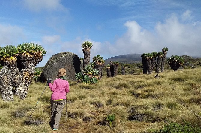 Kilimanjaro Summit Challenge: 6 Days via Marangu Route - Day 6 descent to Moshi: rainforest and moorlands, certificates, and a proper reset