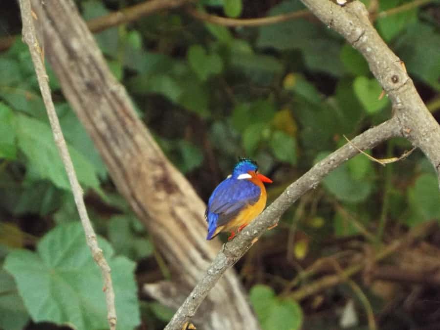 Kilimanjaro: Village Walk, Coffee Tour, Waterfall, and Lunch - Key takeaways you can plan around