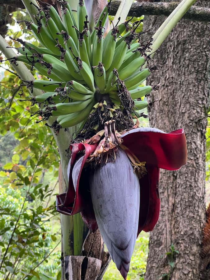 Kilimanjaro: Village Walk, Coffee Tour, Waterfall, and Lunch - Kilimanjaro views: how clear days change the whole day