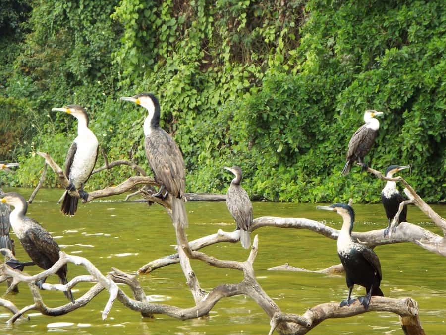 Kilimanjaro: Village Walk, Coffee Tour, Waterfall, and Lunch - Is the $87 price fair for this 8-hour private day?