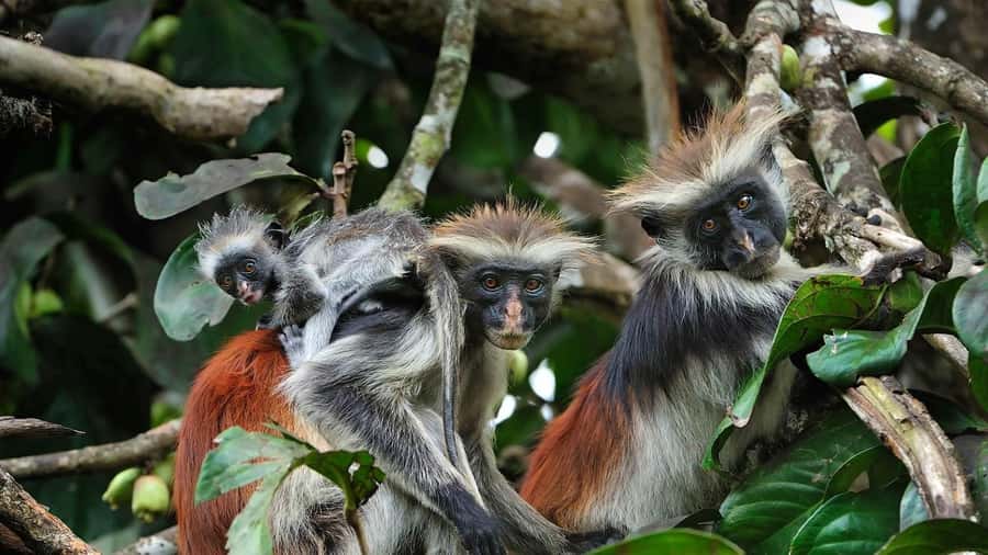 Kuza Cave, Rock Restaurant, Jozani Forest, Clear Kayaking - Price and value: what $150 gets you in 10 hours