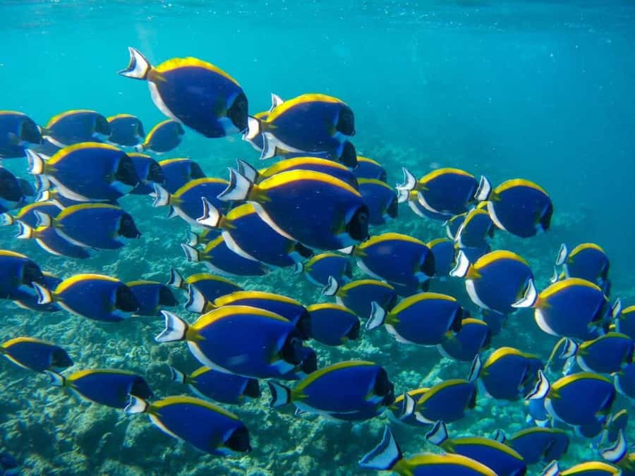 Kuza Cave, Tandem Clear Kayak, Rock Restaurant, Paje Beach - Quick hits to know before you go