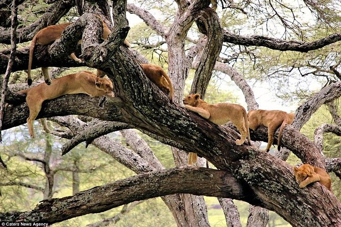 Lake Manyara National Park Full-Day Tour from Arusha - From Arusha At 7:00 am: How the Private Route Really Feels