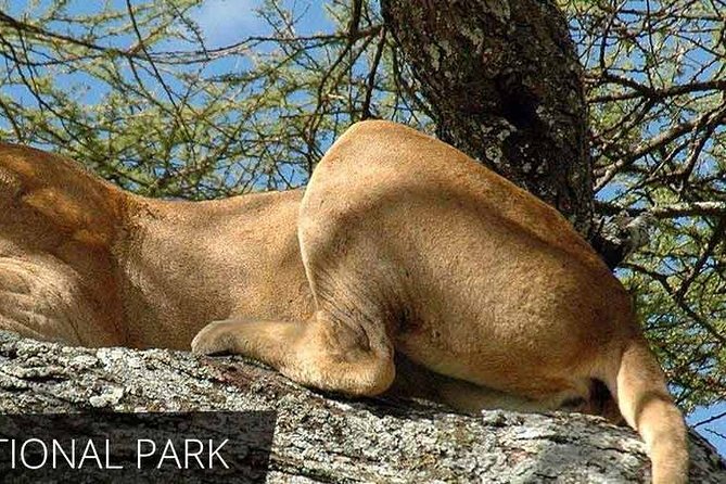 Lake Manyara National Park Full-Day Tour from Arusha - Your Guide’s Role: Why Explanations Matter as Much as the Sightings