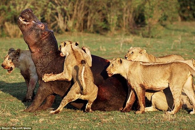 Lake Manyara National Park Full-Day Tour from Arusha - Optional Add-Ons: Bike Tour or Boat Excursion