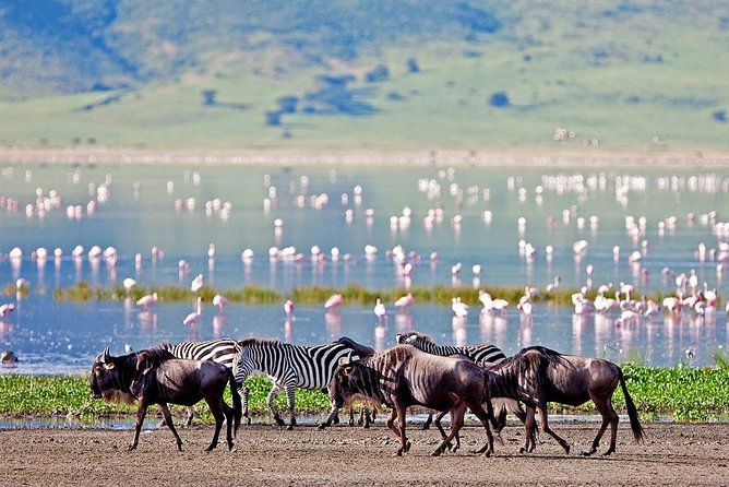 Lake Manyara National Park Full-Day Tour from Arusha - Lake Manyara’s Big Story: Birds, Lions in Trees, and Water Proximity