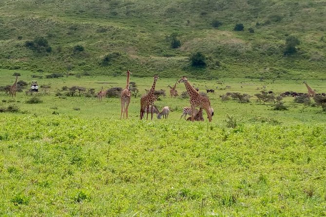 Latest Updates On The Top Best 3 day Serengeti Migration Safari - Serengeti migration in 3 days: why this route works