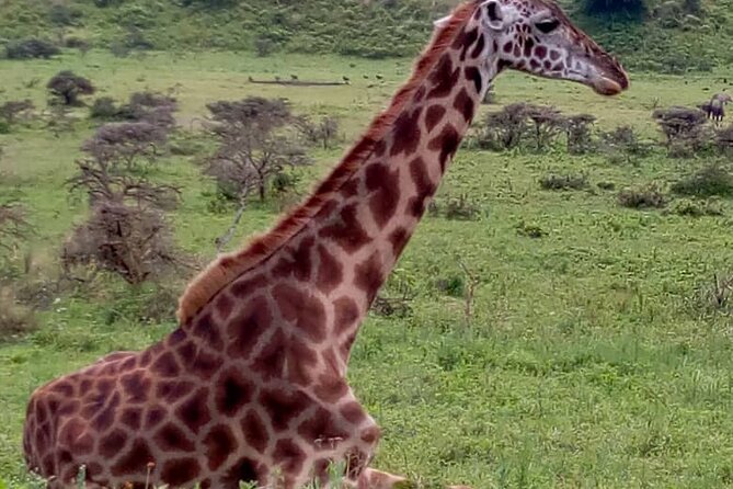 Latest Updates On The Top Best 3 day Serengeti Migration Safari - Day 3 in Ngorongoro: crater morning drives and that picnic-lake stop