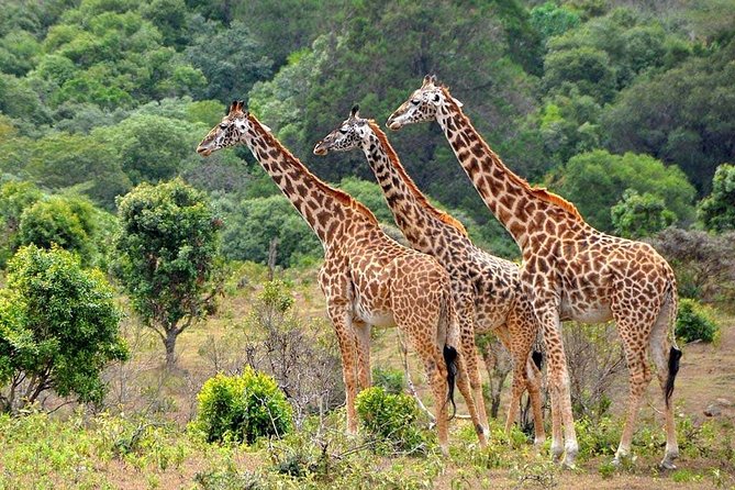 Latest Updates On The Top Best 3 day Serengeti Migration Safari - Price at about $770 per person: what you get, what you should budget extra