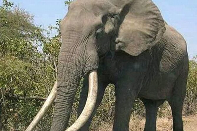 Latest Updates On The Top Best 3 day Serengeti Migration Safari - Transport and comfort: open-roof viewing with budget camps