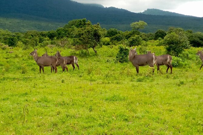 Latest Updates On The Top Best 3 day Serengeti Migration Safari - Who this safari is best for, and who should reconsider