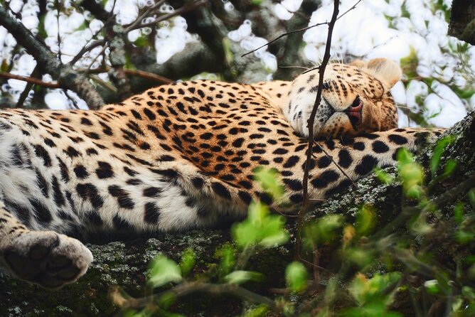 Latest Updates On The Top Best 3 day Serengeti Migration Safari - Day 1 from Moshi area to Serengeti plains: setting yourself up for early sightings
