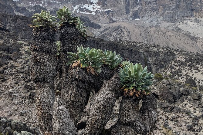 Lemosho Route 7 Days Trekking at Mount Kilimanjaro - Day-by-day acclimatization: from Mti Mkubwa to Shira One