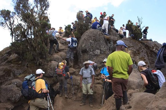 Lemosho Route 8 Days 7 Nights/Kilimanjaro Climb - Day 2: Rainforest climb to the Shira Plateau rim, steady work and dropping temperatures