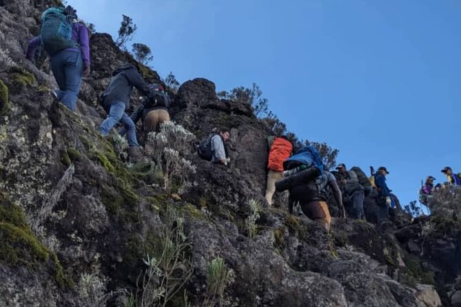 Lemosho Route 8 Days Kilimanjaro Climbing Tour - Day 8: Mweka Gate Descent Through Rainforest and Your Certificate Day